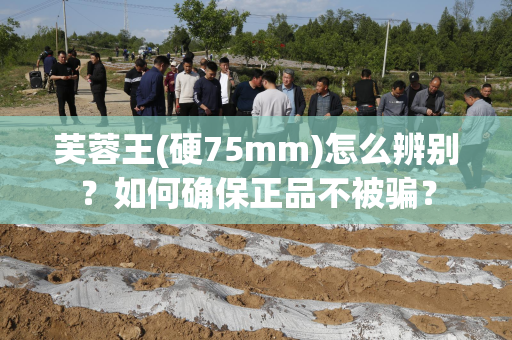 芙蓉王(硬75mm)怎么辨别？如何确保正品不被骗？